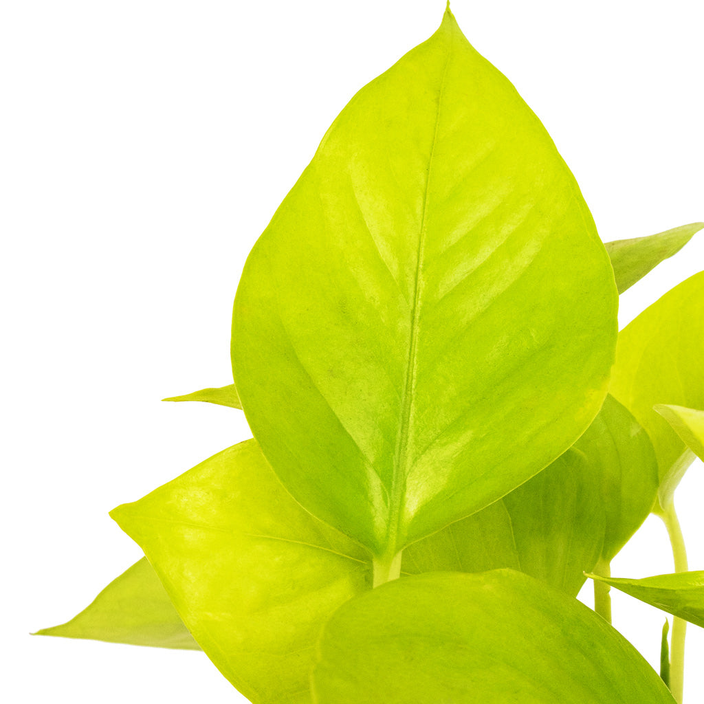 Epipremnum aureum Neon - Golden Neon Pothos Details