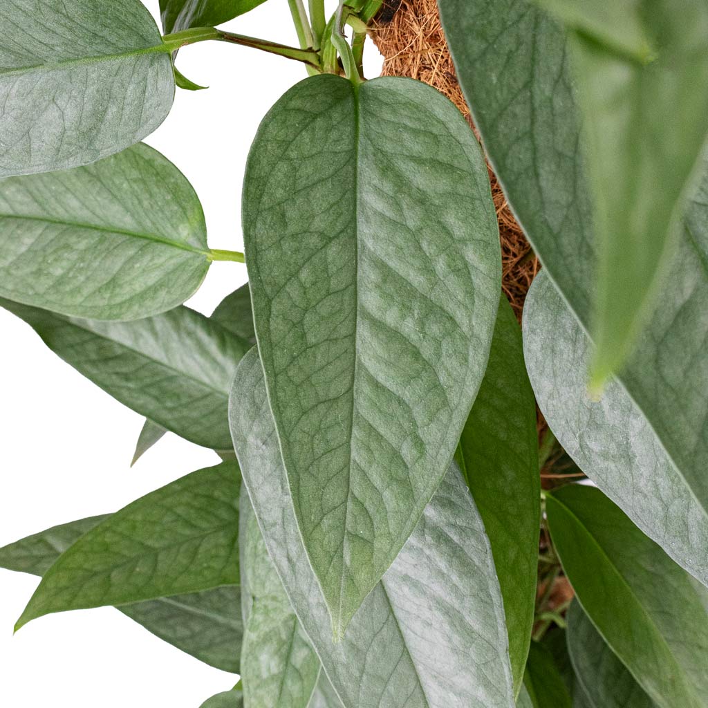 Epipremnum pinnatum Cebu Blue Pothos Moss Pole Close Up Detail