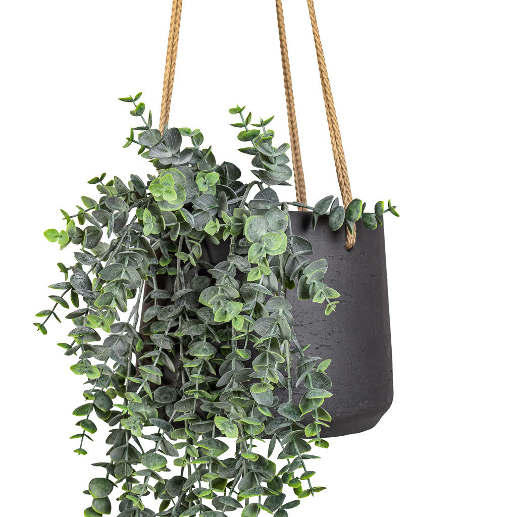 Eucalyptus Hanging Bush Artificial In Patt Hanging Pot Black Washed Close up