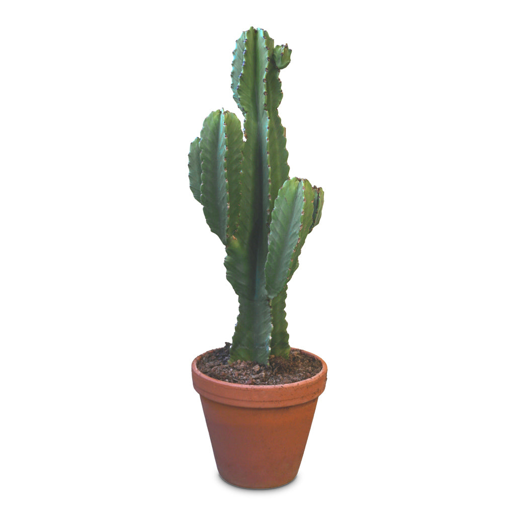 Euphorbia ingens Candelabra Tree - 27x80cm