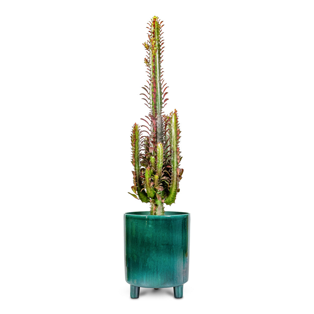 Euphorbia trigona rubra African Milk Tree - 12x25cm In Pisa Pot Emerald - 20x24cm