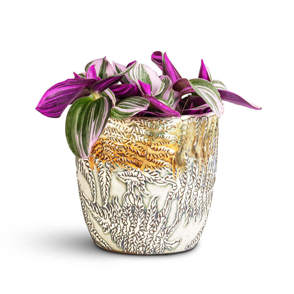 Fern Pot Camouflage 13x12cm Tradescantia albiflora Nanouk 12x20cm