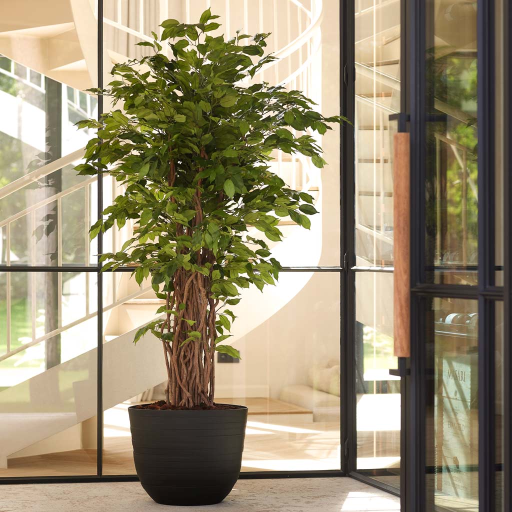 Ficus Benjamina Liana Deluxe Artificial Reception