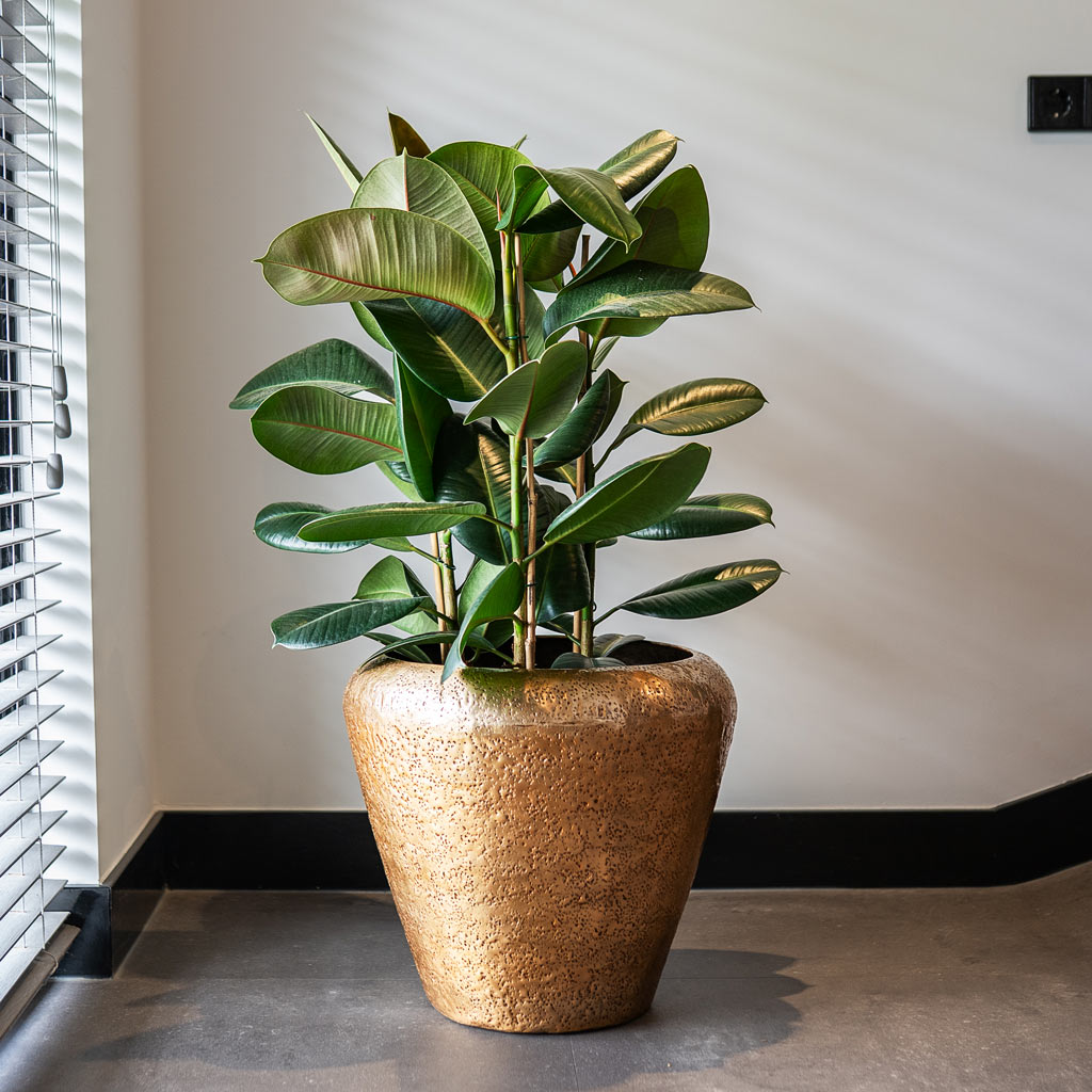 Ficus Elastica Robusta In Naya Metal Planter Gold