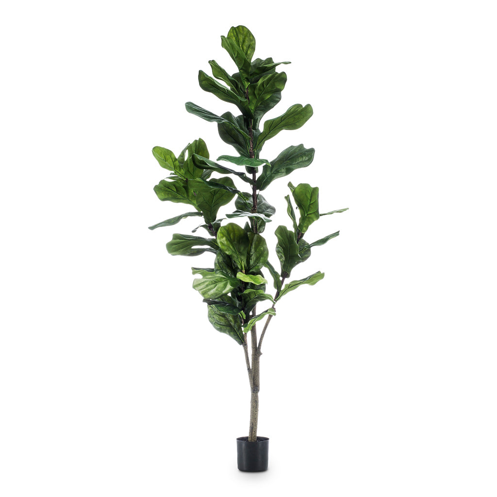 Ficus Lyrata Artificial - 150cm