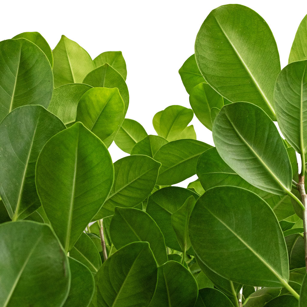 Ficus Moclame Indian Laurel