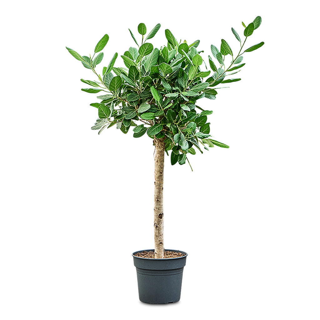 Ficus benghalensis Audrey Straight Stem 38x170cm