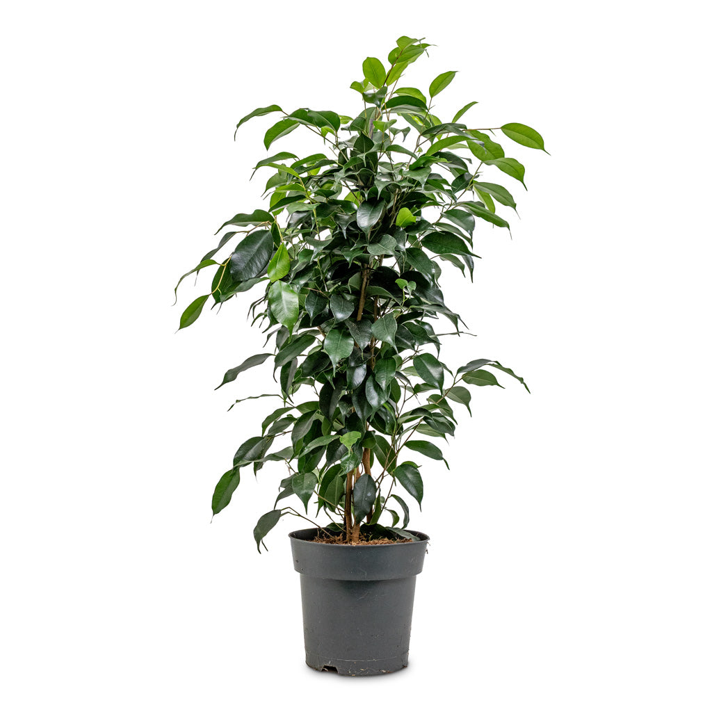 Ficus benjamina Danielle Branched 17x70cm