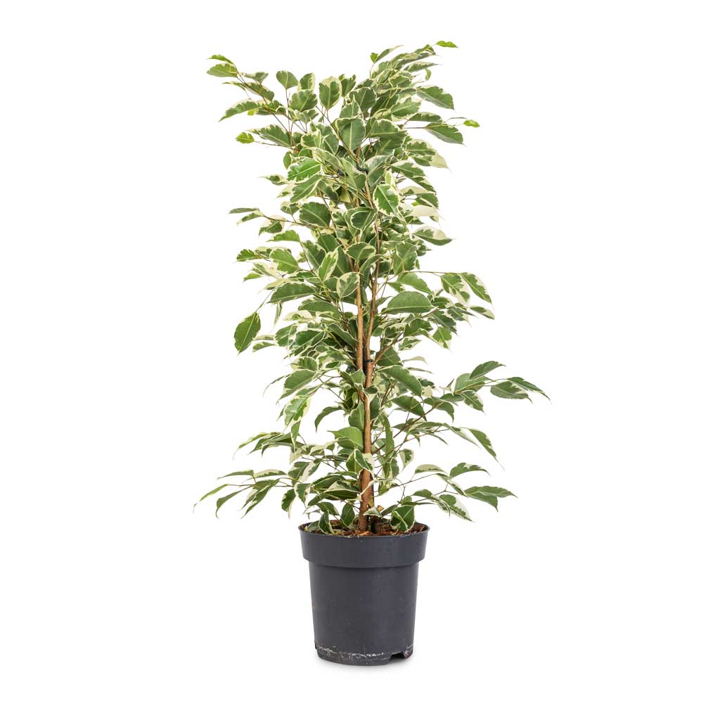 Ficus benjamina Twilight - Weeping Fig - Branched