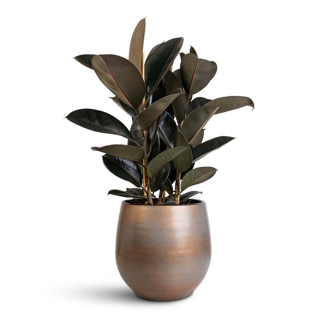 Ficus elastica Abidjan - 24x80cm In Esra Pot Champagne - 36x32cm