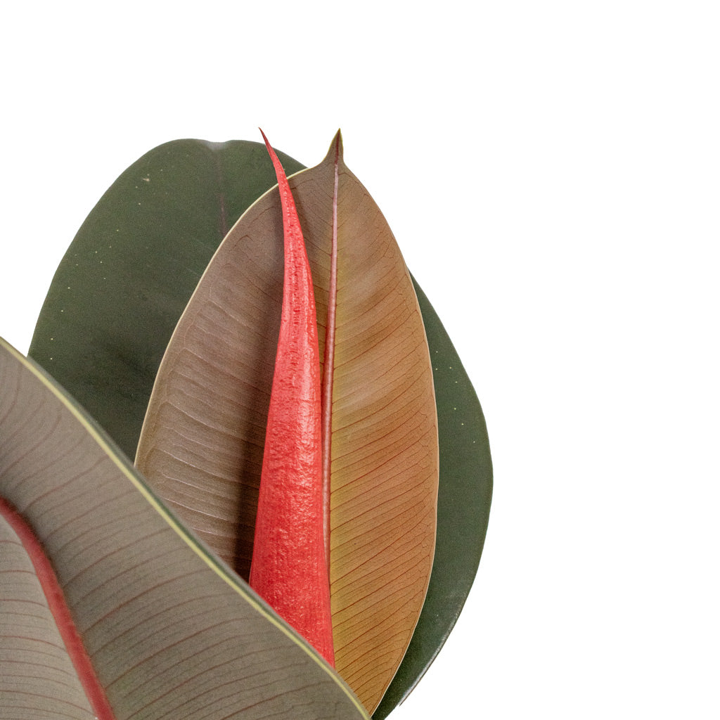 Ficus elastica Abidjan - Burgundy Rubber Plant