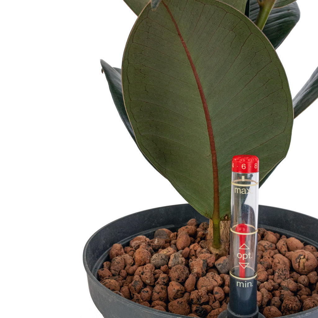Ficus elastica Abidjan - HydroCare