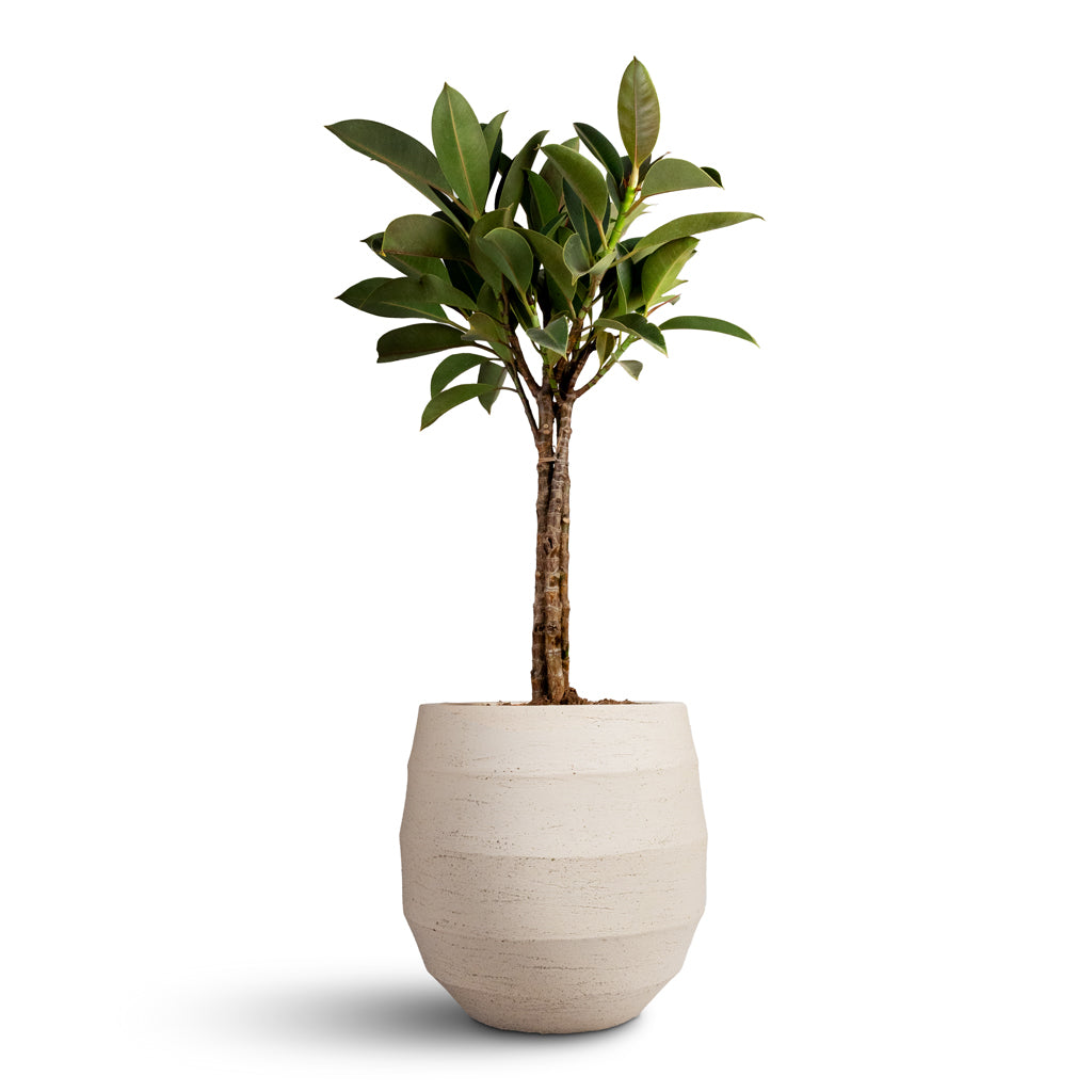 Ficus elastica Melany Rubber Plant Multi Stem - 21x90cm & Bordo Balloon Planter Sand - 30x30cm
