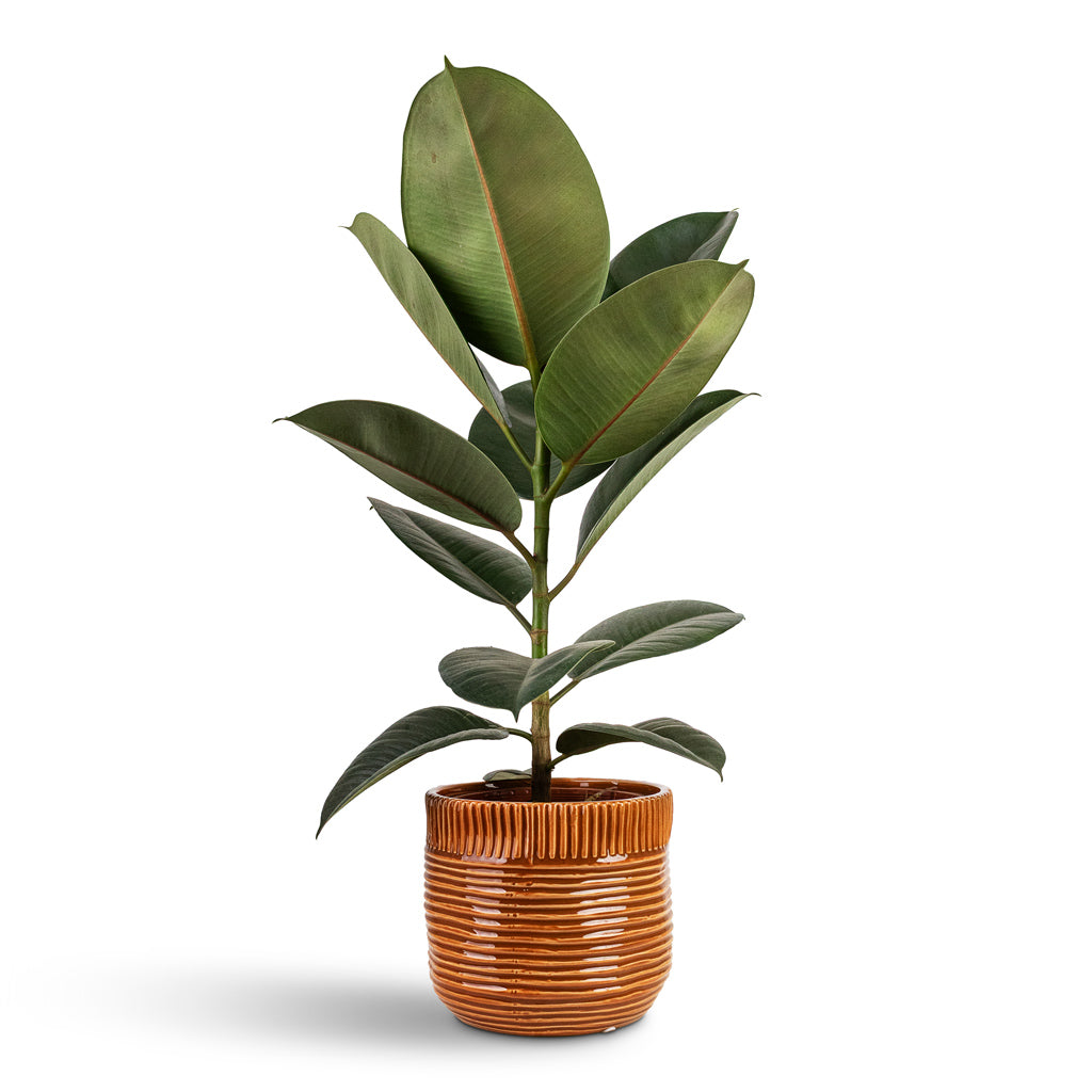 Ficus elastica Robusta House Plant In Nona Pot Horizon