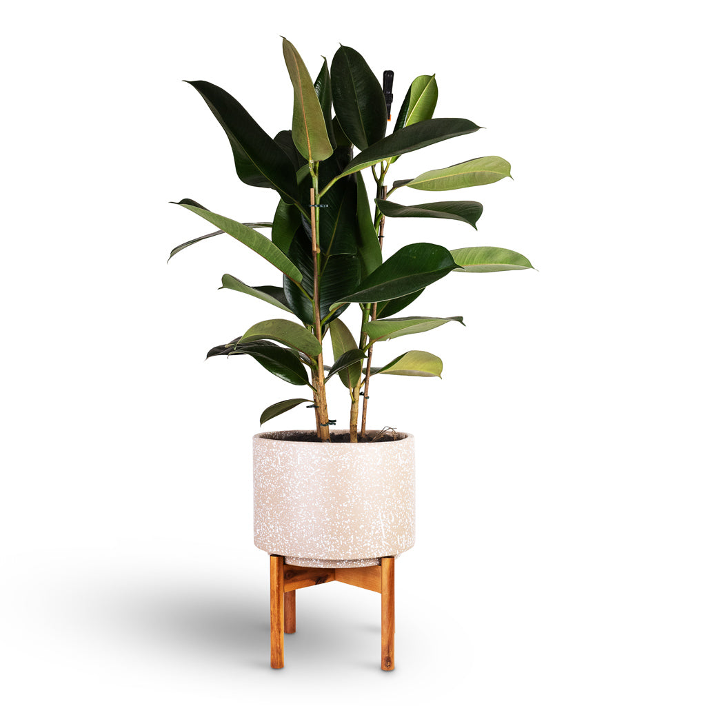 Ficus elastica Robusta 21x90cm House Plant In Valetta Pot with Wooden Stand Speckled Caramel 28x37cm