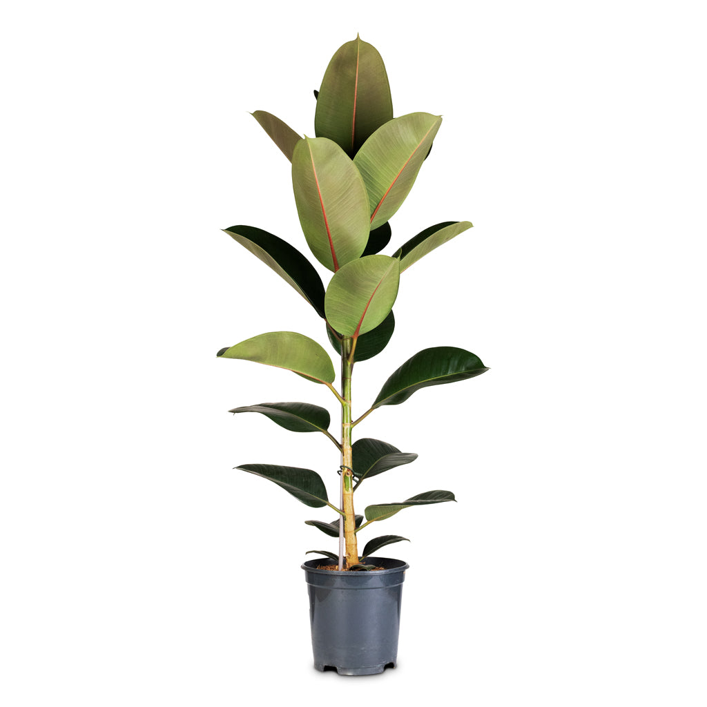 Ficus elastica Robusta - 21x90cm