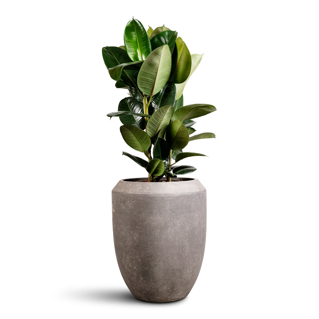 Ficus elastica Robusta 24x90cm Polystone Coated Plain Coppa Planter Raw Grey 45x55cm