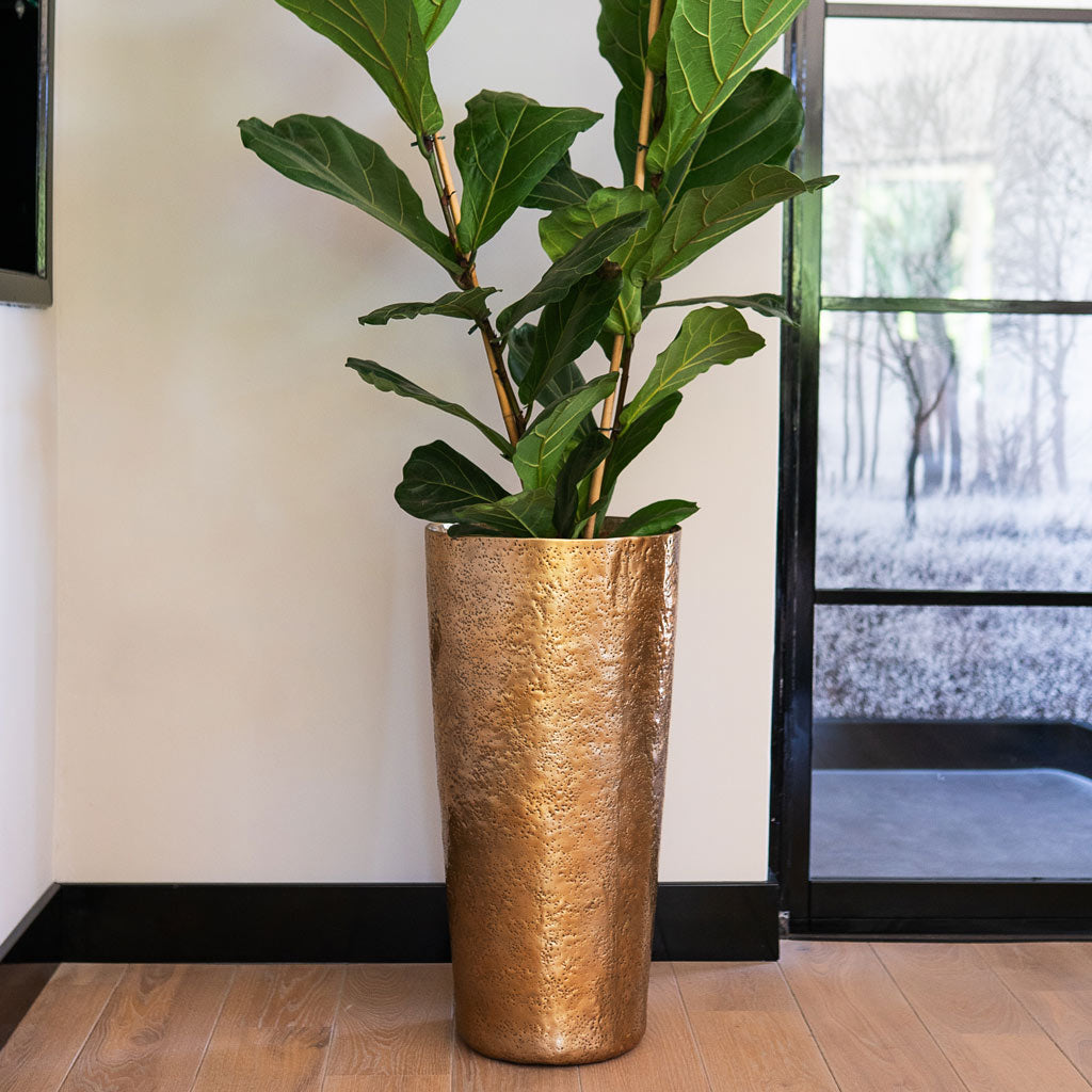 Ficus lyrata In _2stems_ Naya Metal Planter Gold