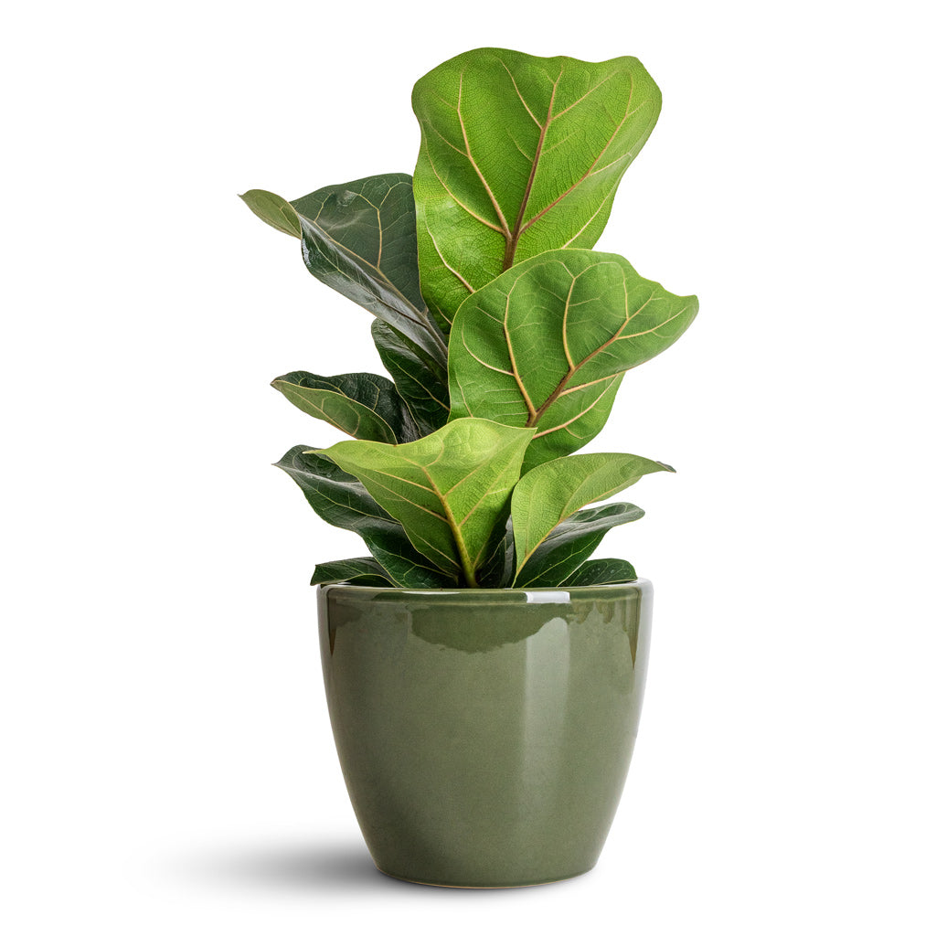 Ficus lyrata Bambino - 12x35cm -_1-stem_- Sven Pot Sage - 13x11cm