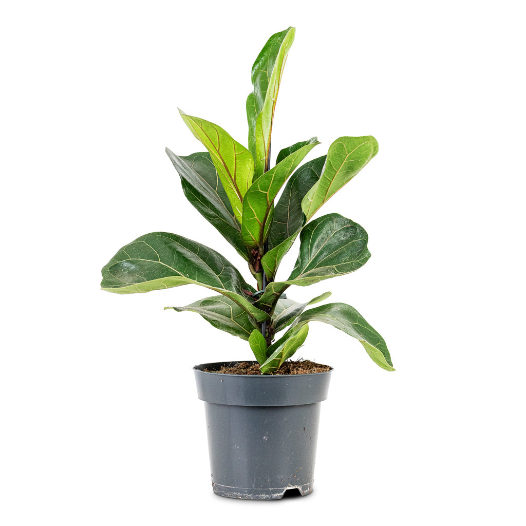 Ficus lyrata Bambino 14x35cm 1stem house plant