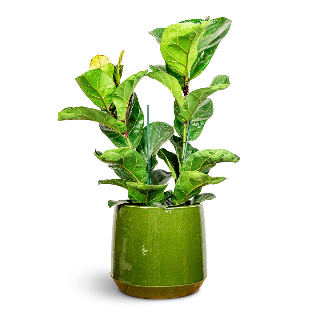 Ficus lyrata Bambino 19x80cm (2 stems) House Plant In Common Pot Shiny Emerald 24x21cm
