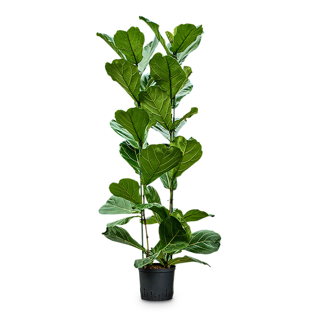 Ficus lyrata Hydro - 22x19x170cm (2 stems)