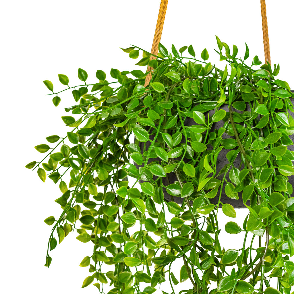 Ficus pumila Hanging Bush UV Resistant Artificial In Eileen Hanging Bowl Black Washed Close Up