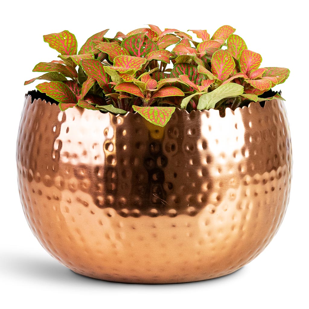 Fittonia albivenis Mosaic Skeleton House Plant In Hammered Bowl Copper with Black