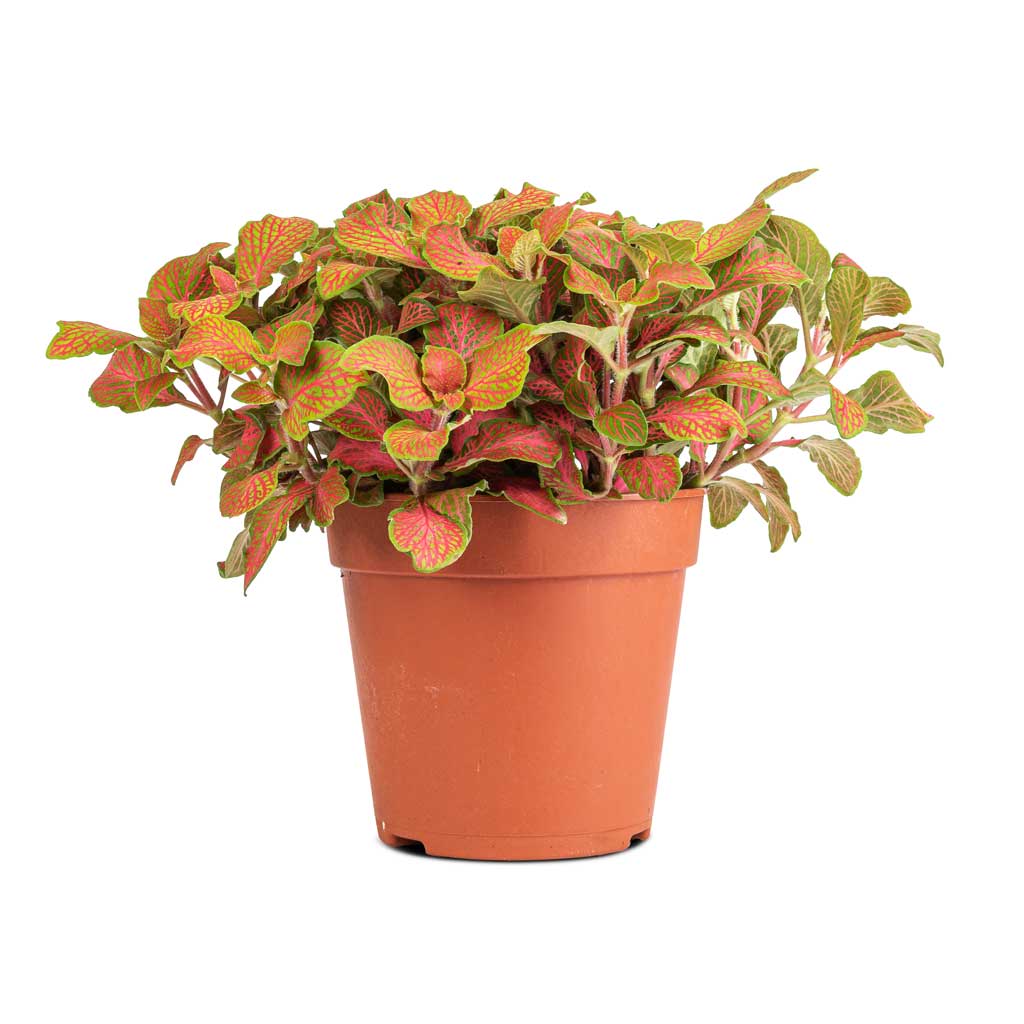Fittonia albivenis Mosaic Skeleton - Nerve Plant