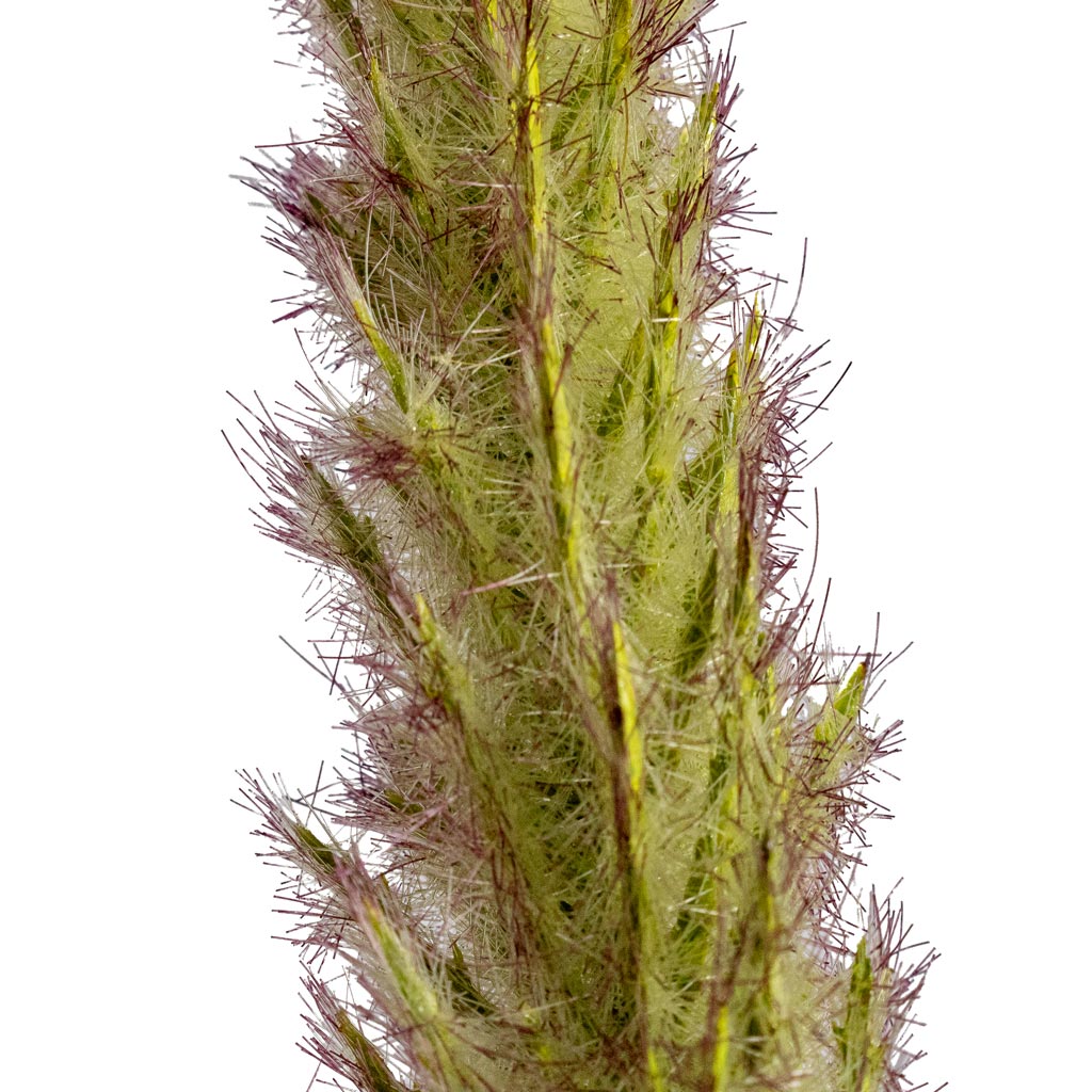Foxtail Grass Artificial Close Up