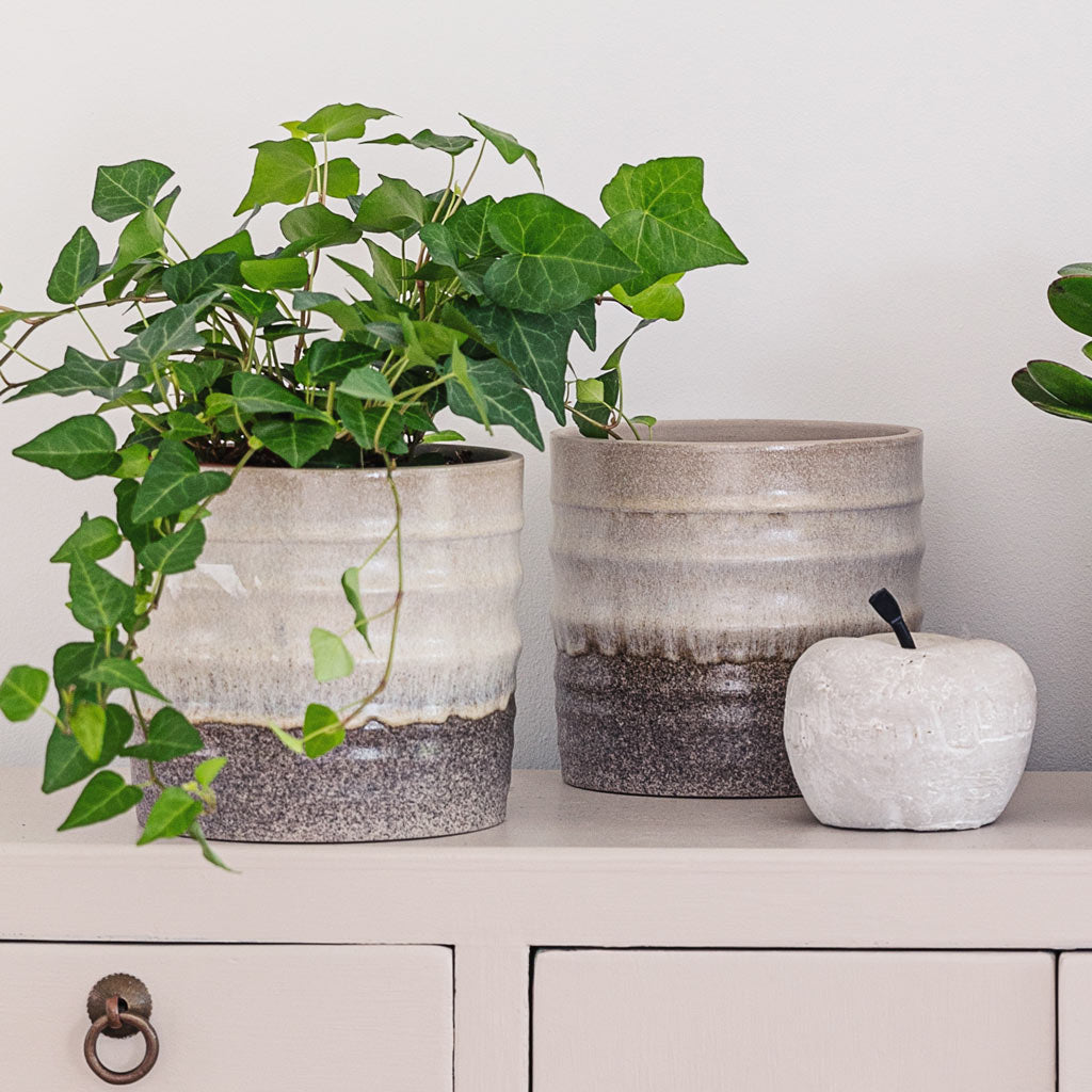 Hedera Helix Ivy In Gia Plant Pot Stone Granite