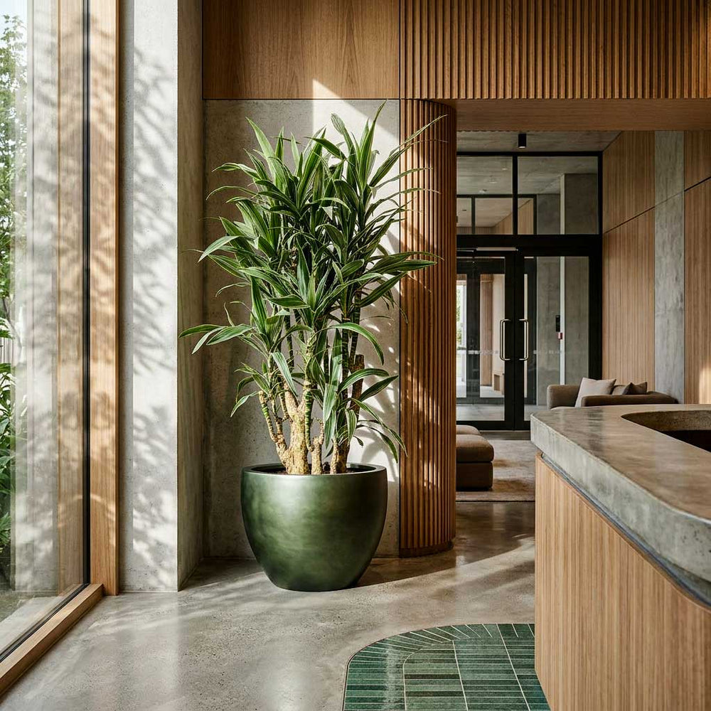Dracaena Warneckii in Gradient Couple Planter - Matt Forest