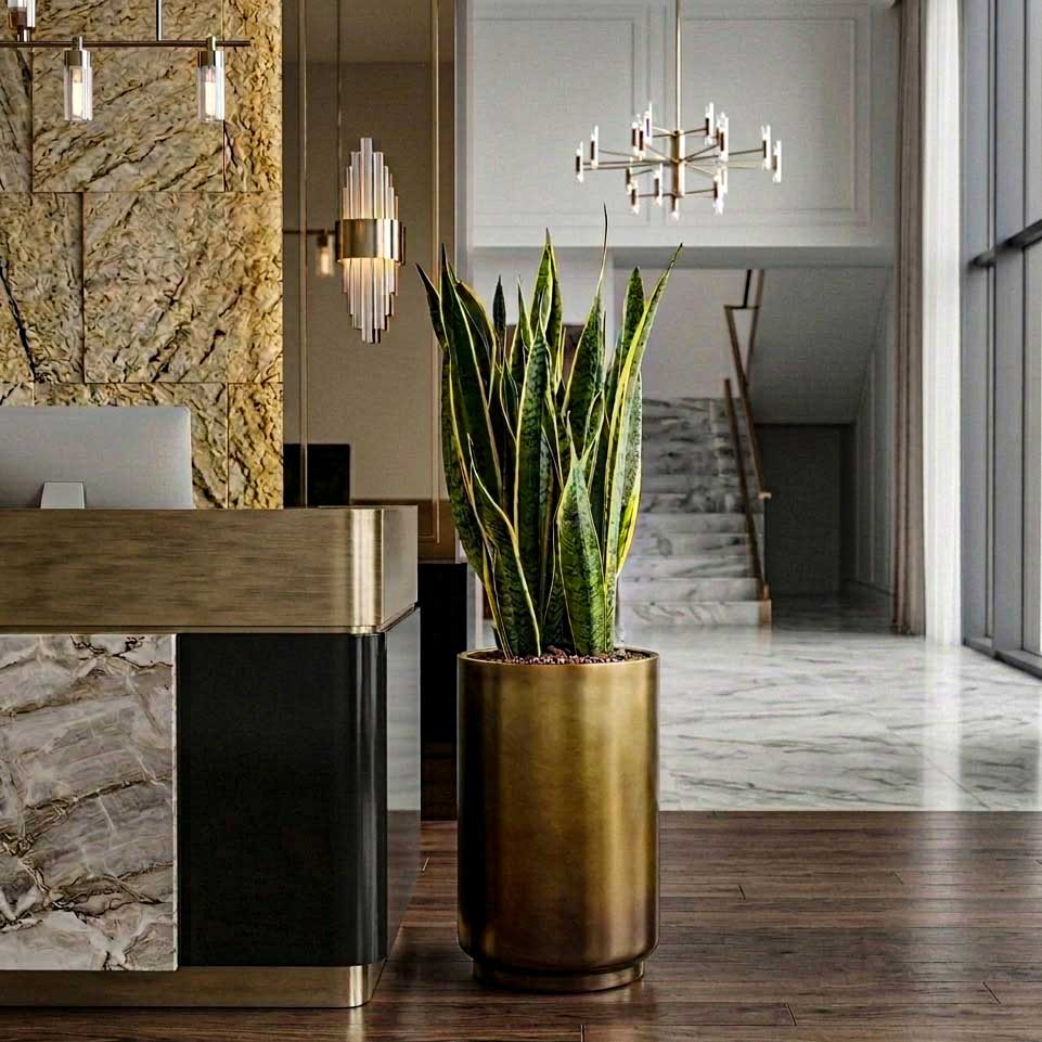 Sansevieria Laurentii - HydroCare in Gradient Cylinder Planter - Matt Honey