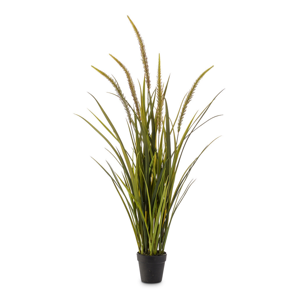 Grass Foxtail Artificial - 115cm - (5 Stems)