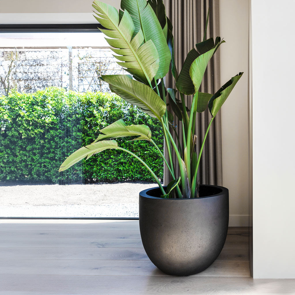 Grigio New Egg Pot Planter - Anthracite Concrete & Strelitzia