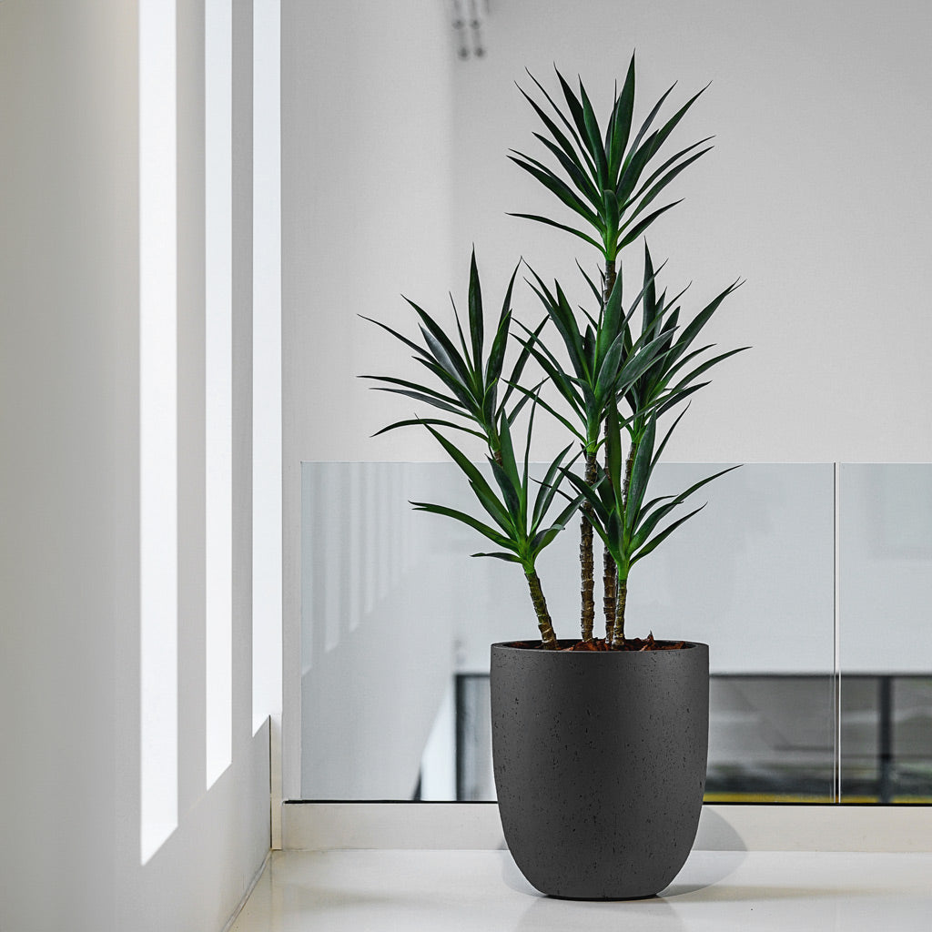 Grigio Tall Egg Pot Planter - Anthracite Concrete & Dracaena