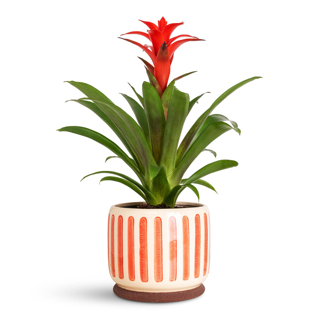 Guzmania Calypso Starlight Red In Stripe Pot Red