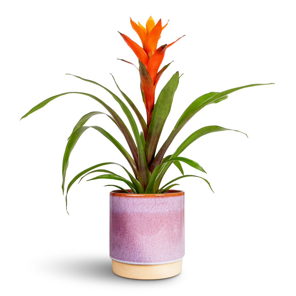 Guzmania Variada Jazz Orange Bromeliad - 13x55cm & Copenhagen Plant Pot Pink - 18.5x19.5cm