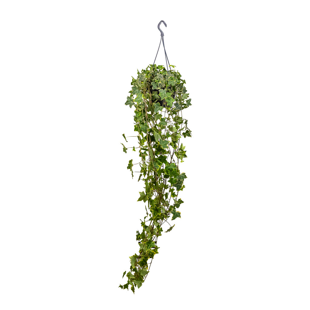 Hedera helix Golden Kolibri English Ivy - 13x100cm