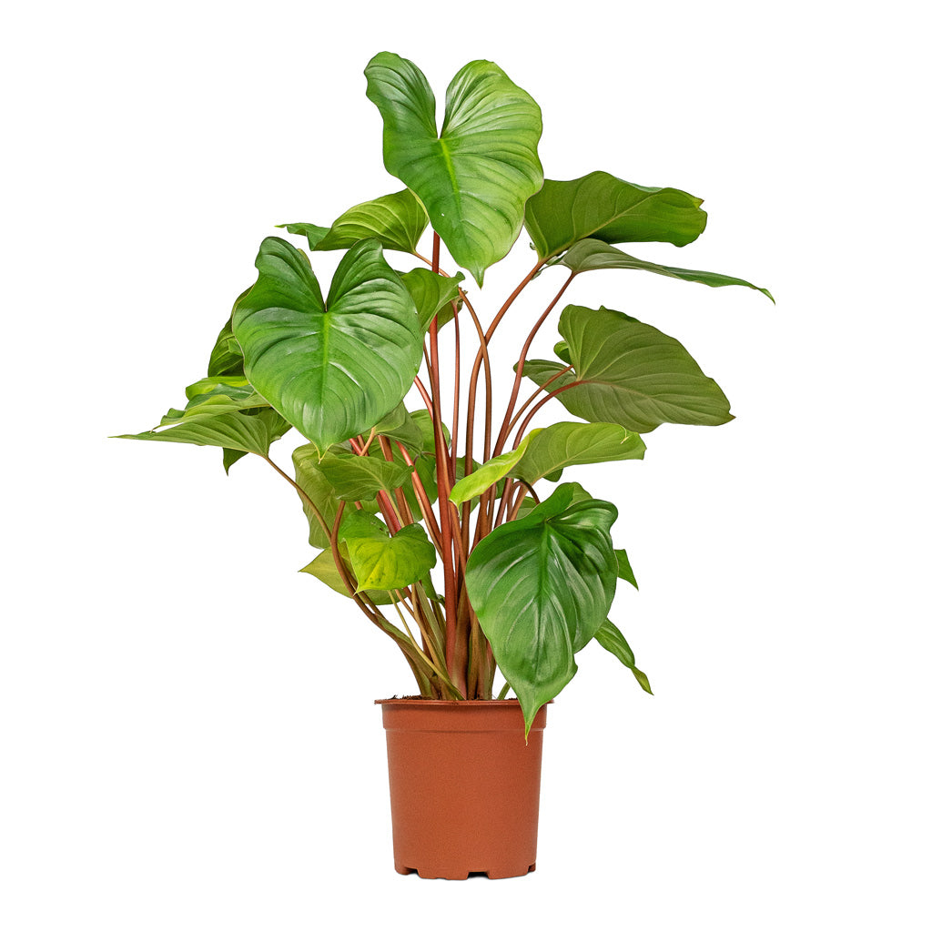 Homalomena rubescens Maggy - Shield Plant - 19 x 70cm