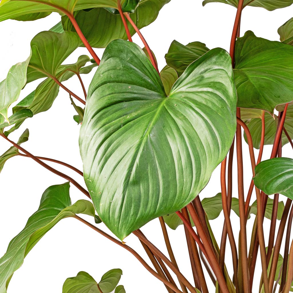 Homalomena rubescens Maggy - Shield Plant