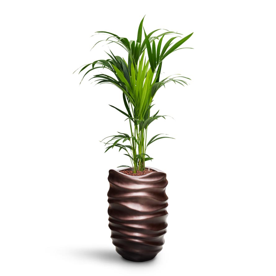 Howea - Kentia Palm - HydroCare & Gradient Lee Partner Planter - Matt Coffee