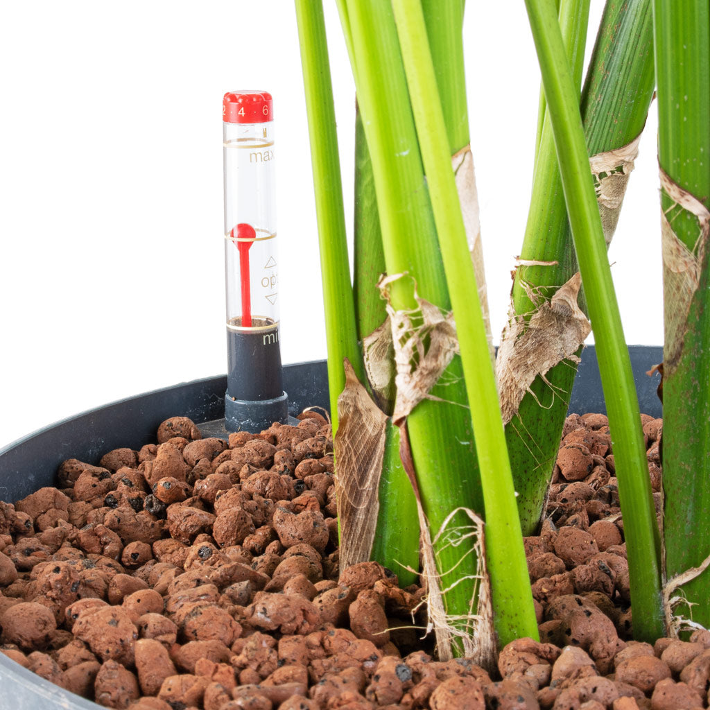 Howea - Kentia Palm - HydroCare - Stems