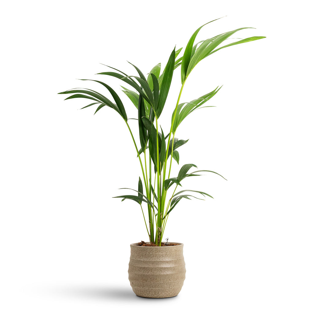 Howea forsteriana Kentia 17x80cm House Plant In Devon Pot Beige Honeycomb 19x18cm