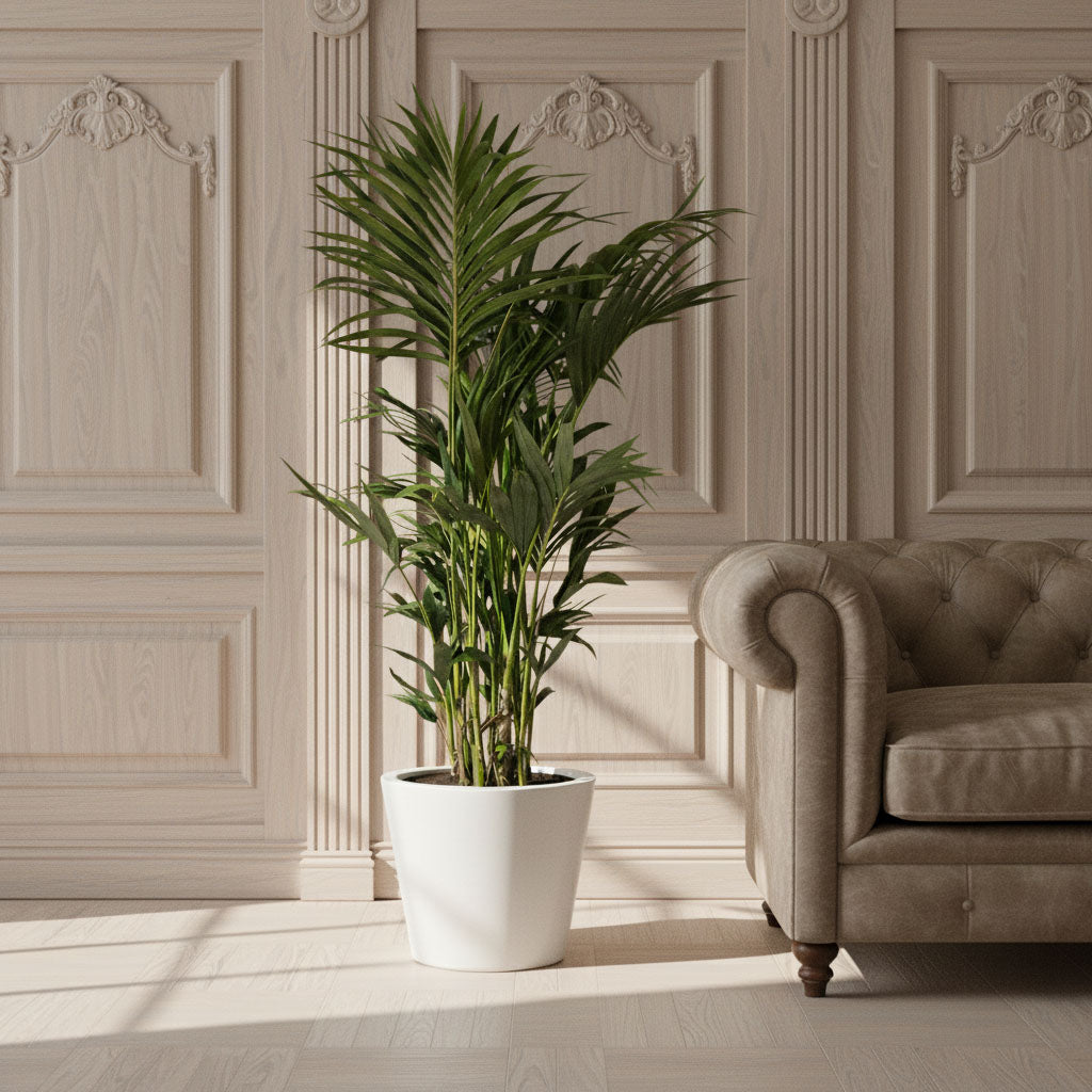 Howea forsteriana - Kentia Palm 32x160cm in Bucket Refined Planter Natural White 50x40cm