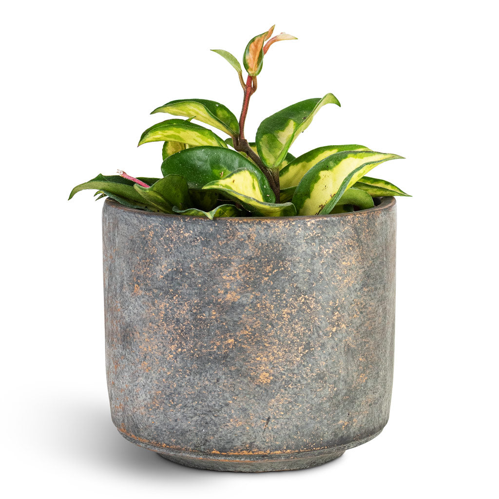 Hoya carnosa Tricolor 12x20cm House Plant In Saar Pot Earth Cement 14x13cm