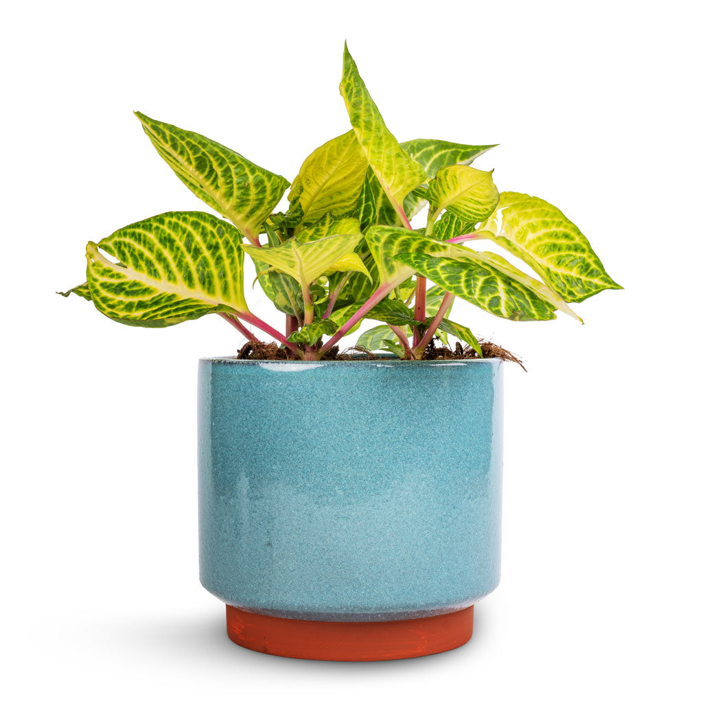 Iresine herbstii Rich Goldstar - Yellow Bloodleaf & Malibu Plant Pot - Blue