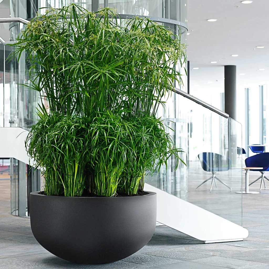 Jumbo City Bowl Natural Planter - Black & Contemporary Office