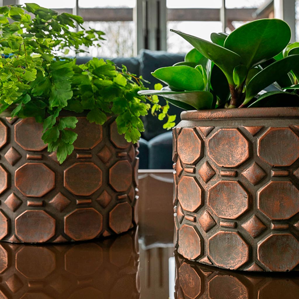 Delta Maidenhair Fern & Baby Rubber Plant In Jurre Rose Plant Pot