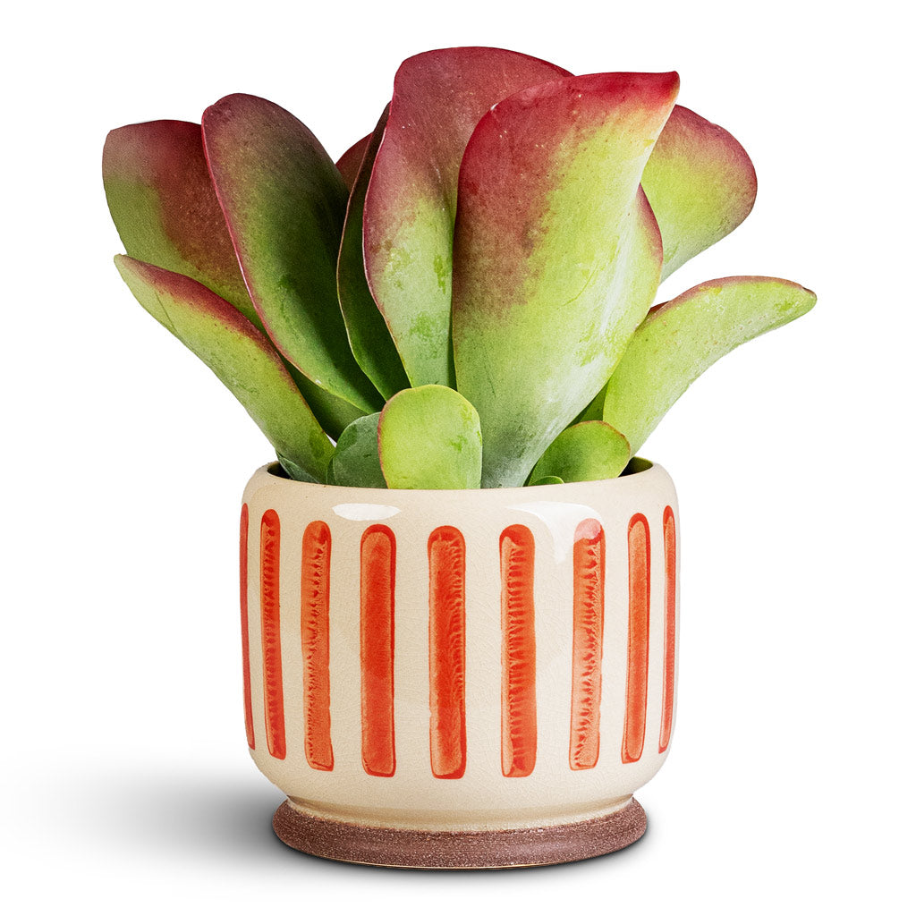 Kalanchoe thyrsiflora Paddle Plant - 12x25cm In Stripe Pot Red - 16x13cm